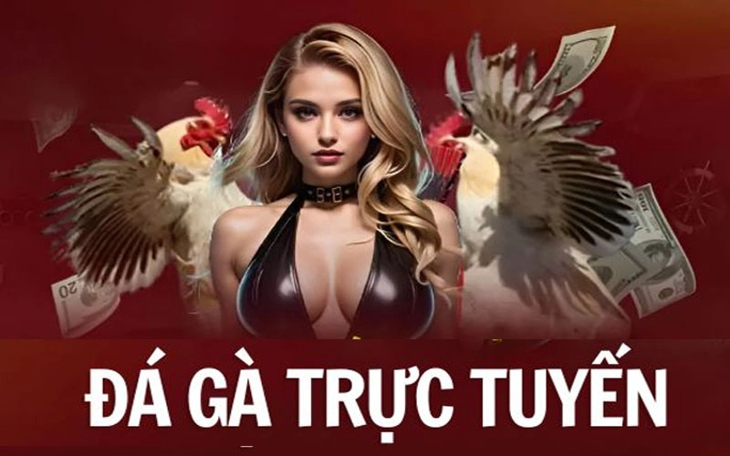 Tìm hiểu sảnh đá gà Max88