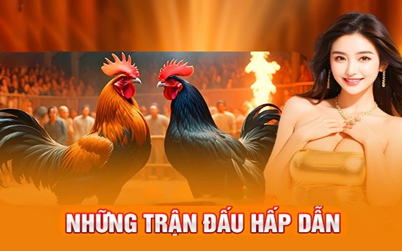 Chơi đá gà online Max88 an toàn và uy tín