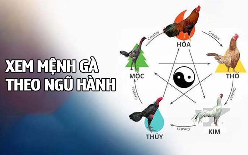 Hướng dẫn chi tiết cách xem mệnh gà theo ngũ hành